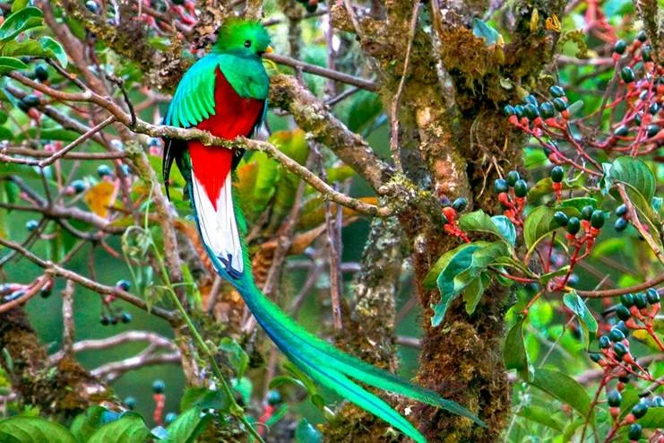 le Quetzal, faune et oiseaux