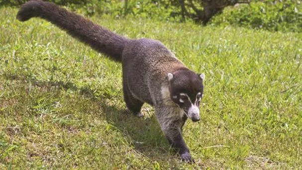 Pizote ou coatis au Costa Rica