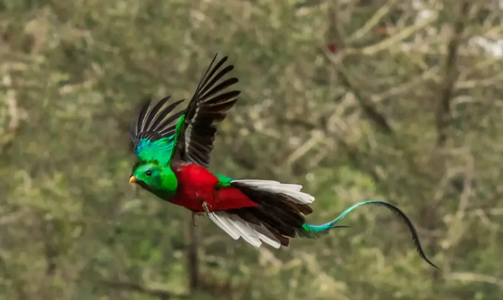 L'oiseau quezal au Costa Rica. Voyage sur mesure au Costa Rica
