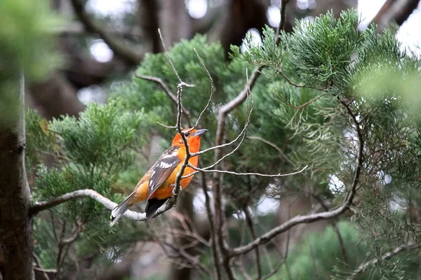 les oiseaux dans le parc national du volcan Irazu. Sejour et voyage au Costa Rica