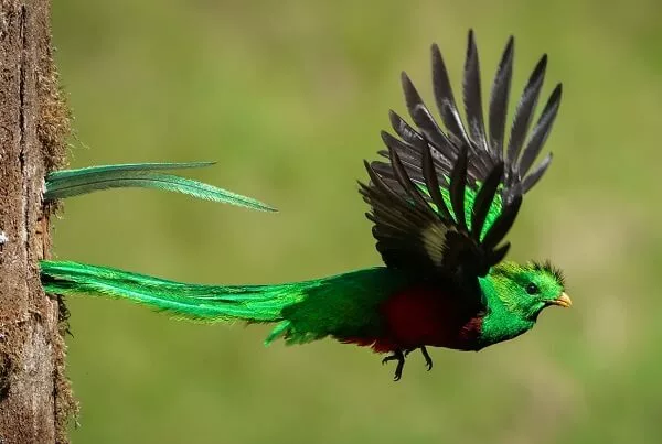 le quetzal. autotour au Costa rica