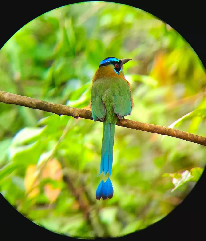 Le motmot a l'Hacienda Baru