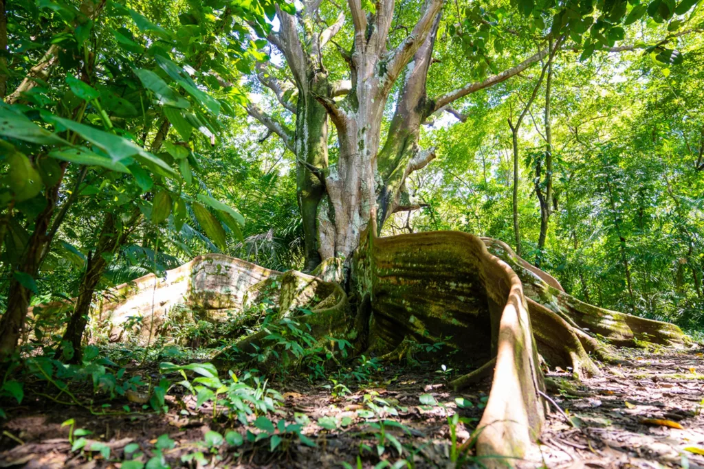 Hacienda Baru arbre et ses racines majestueuses.
Voyage au costa rica vec une agence francophone