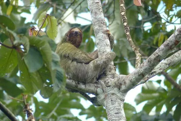 Parresseu au Costa rica
