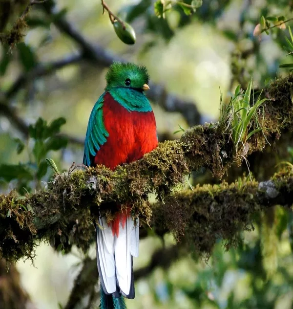 Le quetzal à Monteverde. Séjour sur mesure au Costa Rica