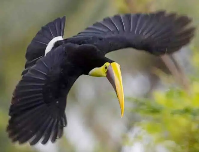 L'IA et le voyage au Costa Rica