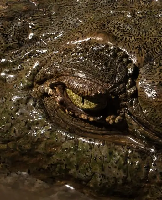 Crocodile au Croc Sky Walk, Costa Rica