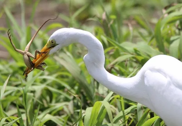 Aigrette au Costa Rica. Agence de voyage réceptive francophone au Costa Rica