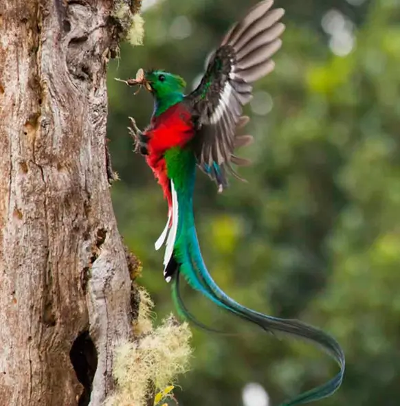 Le quetzal, circuit decouverte au Costa Rica
