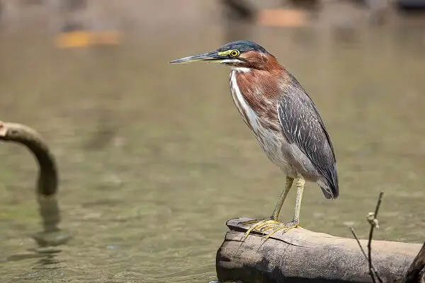 le heron a Tortuguero au Costa Rica