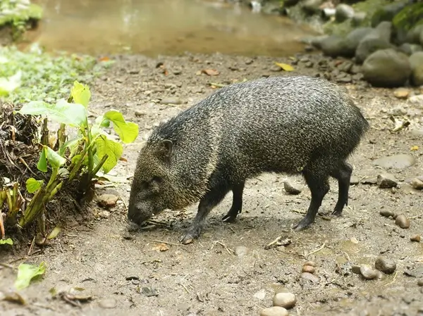 Pecari Tajacu au Costa Rica