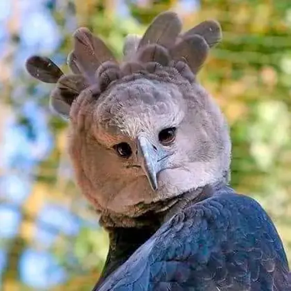 Aigle Harpie. Hotel Pedcito de Cielo, Boca Tapada. Sejour exclusif au Costa Rica