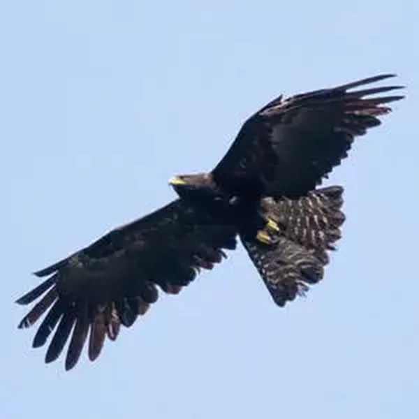 Aigle Noir