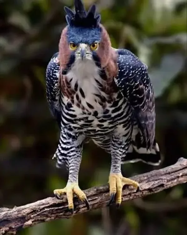 Aigle Orne, Costa Rica. Les oiseaux du Costa Rica