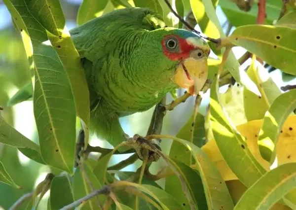 Amazone a front blanc. Perroquet du Costa Rica