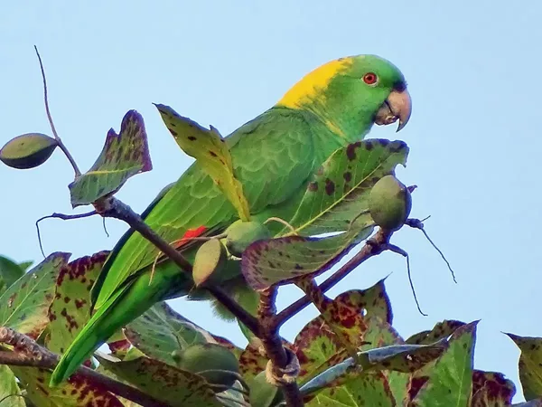 Amazone a nuque jaune au Costa Rica. Perroquet du Costa Rica