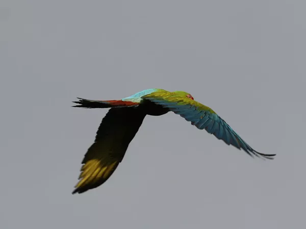 Ara vert a Boca tapada Costa Rica. Les oiseaux du Costa Rica