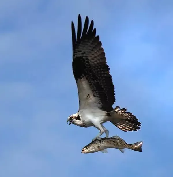 Balbuzar pecheur, Costa Rica