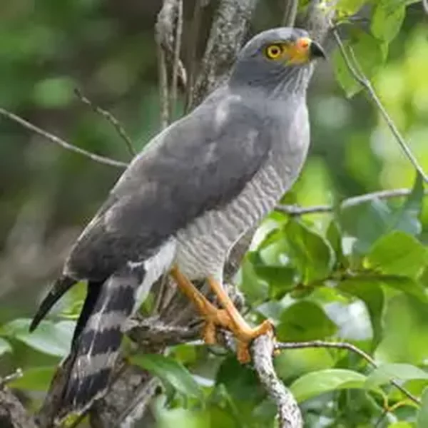 Buse a gros bec. Sejour sur mesure au Costa Rica