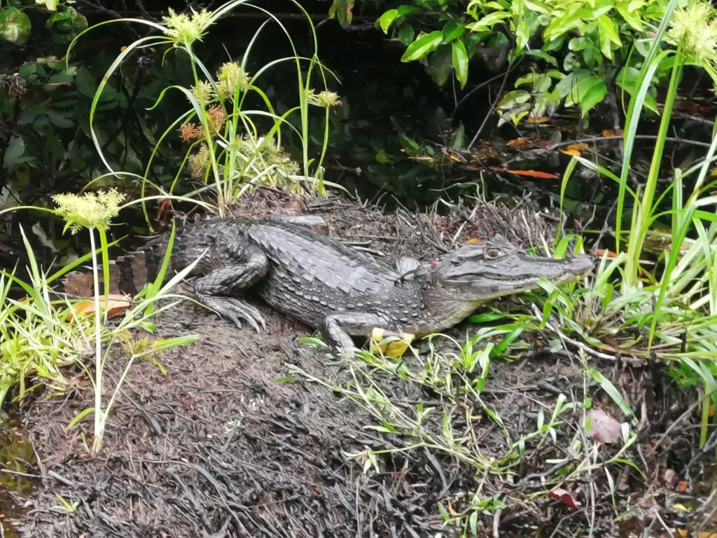 Caiman au Costa Rica. Parc national de Tortuguero. Voyage sur mesure au Costa rica
