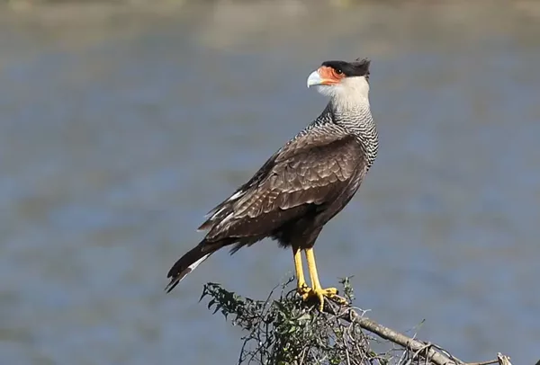 Carara Huppe, Costa Rica