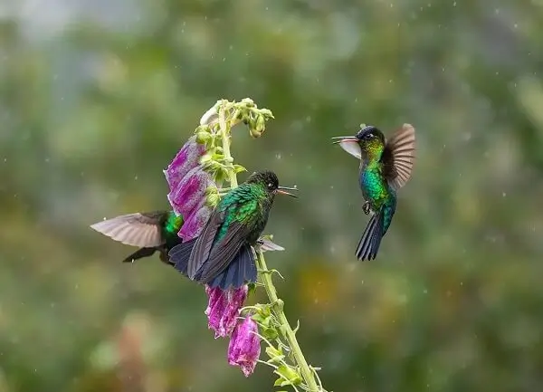 Colibris au Costa Rica, San Gerardo de Dota. Voyager au Costa Rica