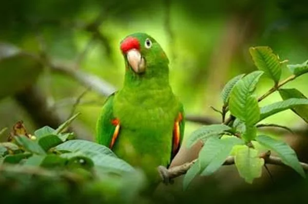 Conure a front rouge. Sejour sur mesure au Costa Rica