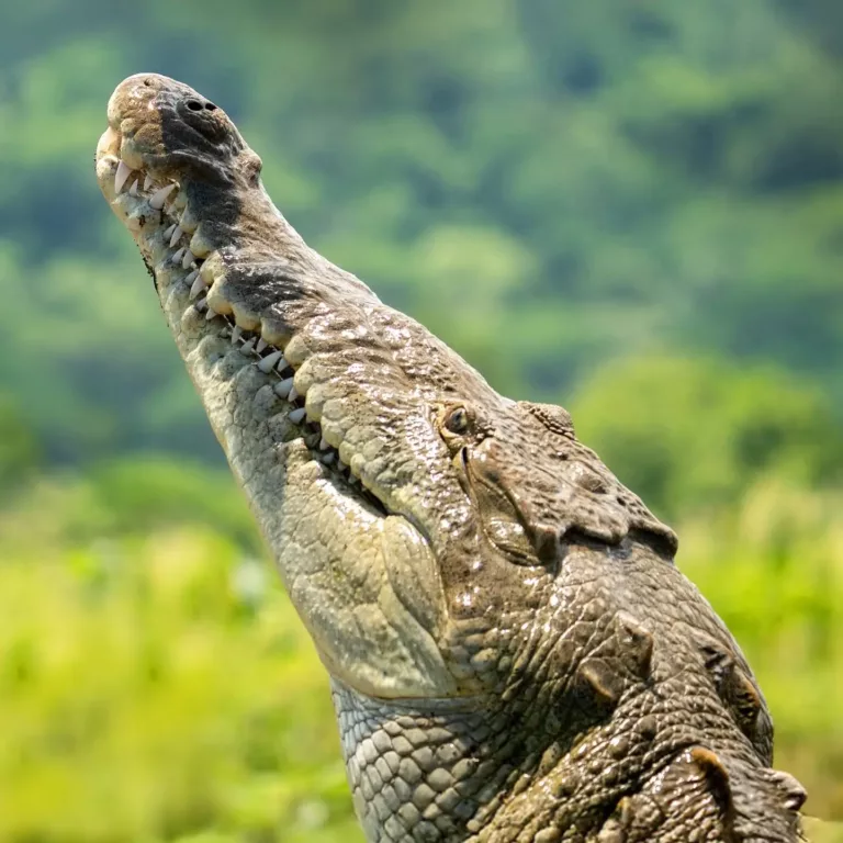 Les reptiles du Costa Rica