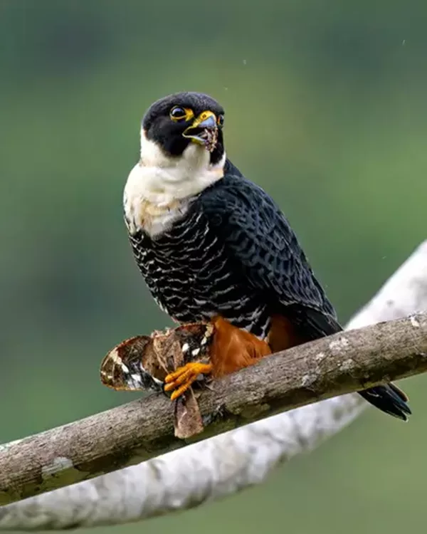 Faucon chauve souris. les oiseaux du Costa Rica