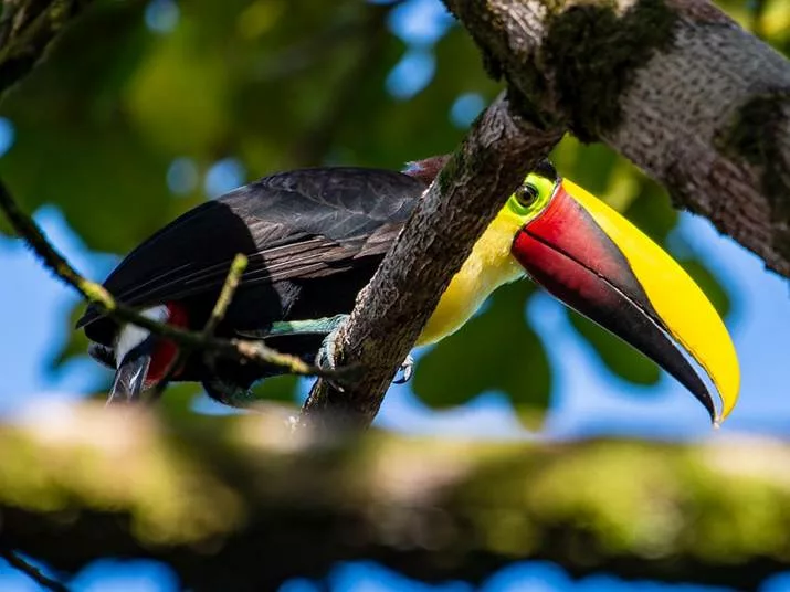 Le toucan. Parc national de Tortuguero