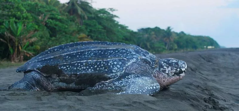 La tortue luth du Costa Rica a Tortuguero