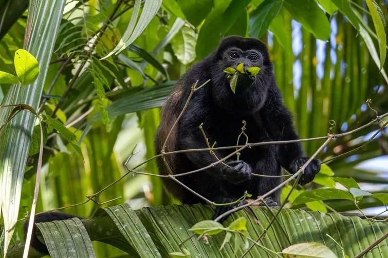 Le singe hurleur ou mono congo