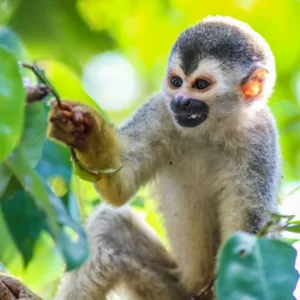 Singe Titi ou ecureuil