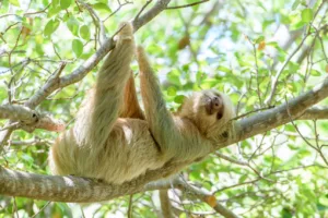 Paresseux a Manuel Antonio Costa Rica. Partir au Costa Rica