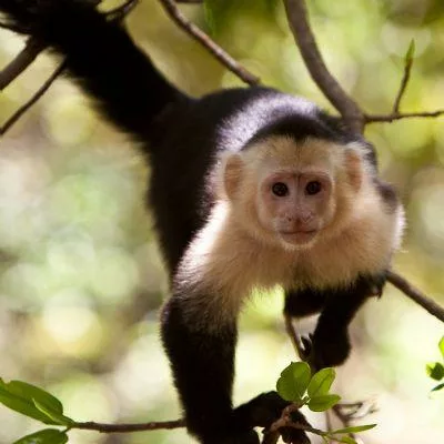Singe a face blanche ou capucin a Manuel Antonio, Costa Rica