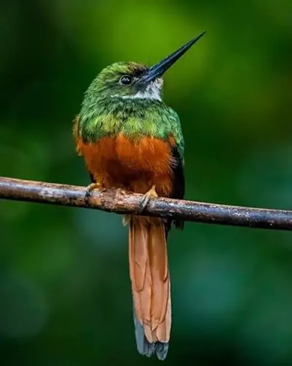 Le Jacamar