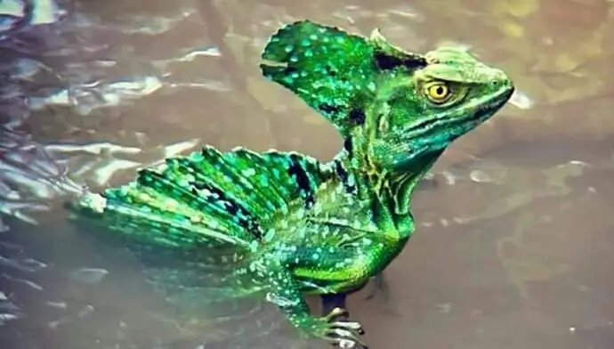 Le lezard Jesus Christ qui marche sur l'eau au Costa Rica