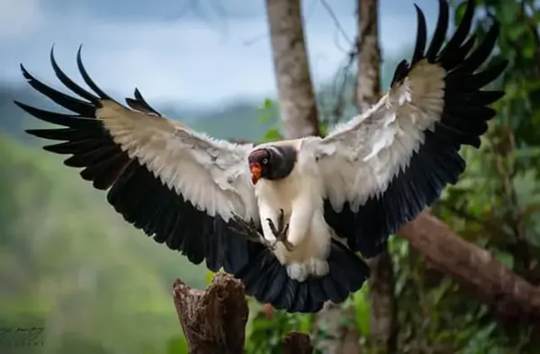 Le vautour pape, ou King Vulture au Costa rica