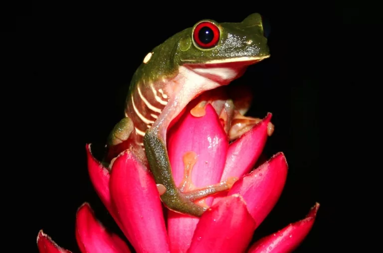 grenouille a la Paloma lodge. Sejour sur mesure au Costa Rica