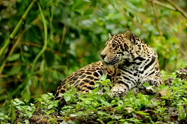 le Jaguar dans la peninsule de Osa, parc national de Corcovado