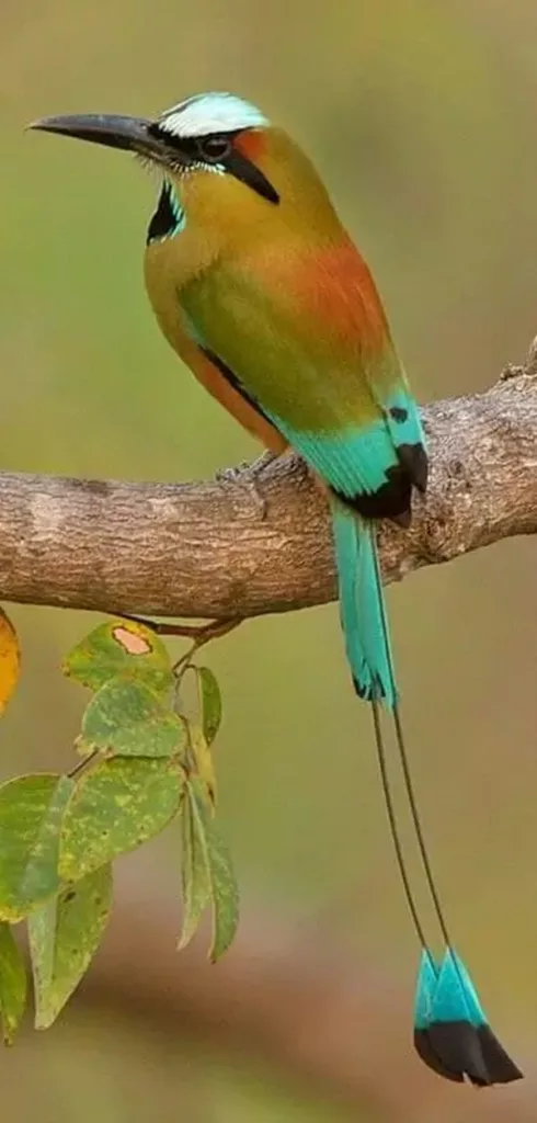 Le motmot. sejour sur mesure au Costa Rica