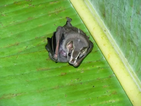 la chauve souris ou Murcielagos. Voyage sur mesure avec une agence francophone au Costa Rica
