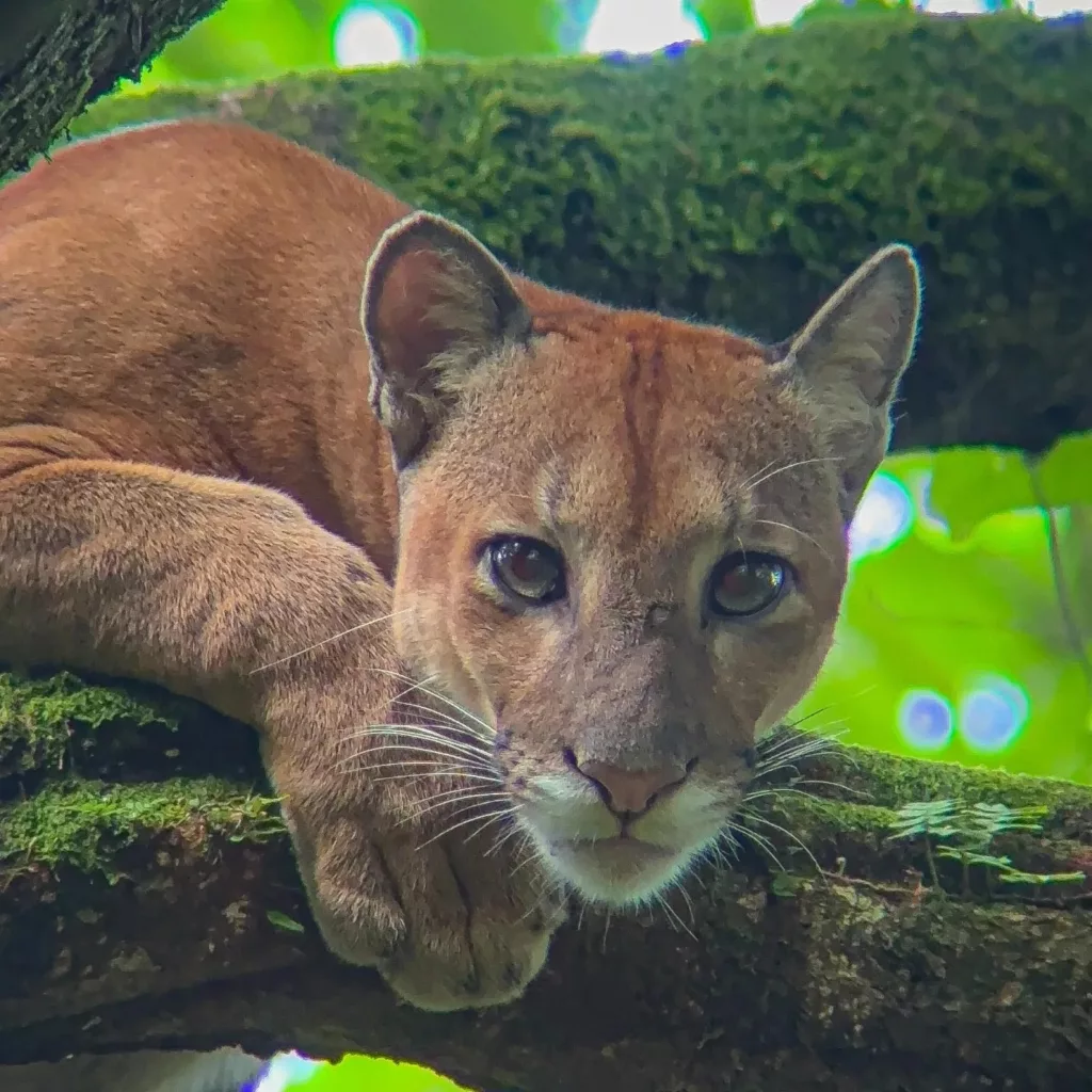 Les mammiferes du Costa Rica, le Puma. Sejour sur mesure au costa Rica
