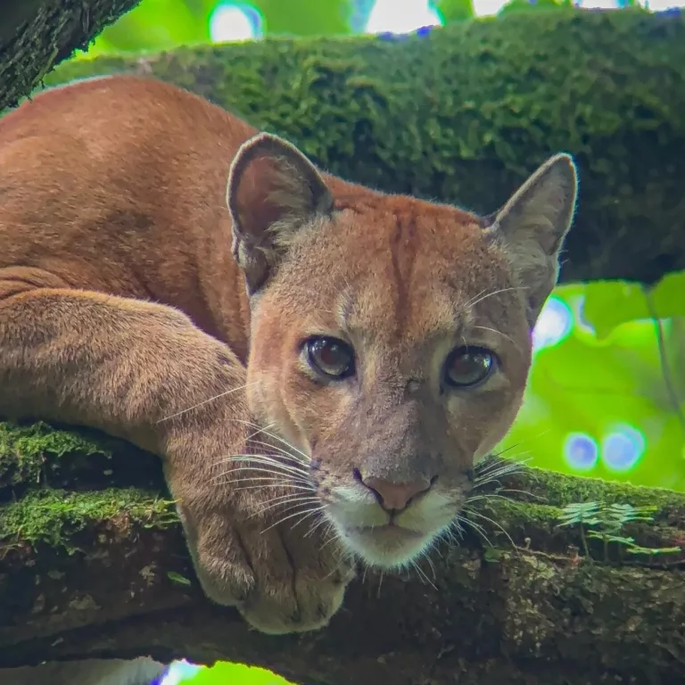 Les familles de mammifères du Costa Rica