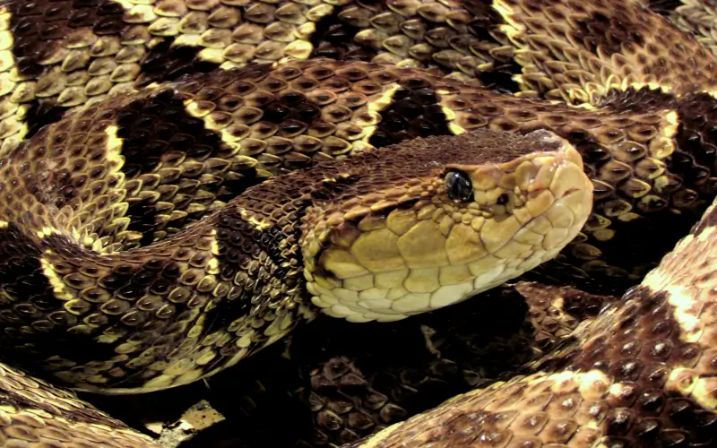 Le Terciopelon ou Fer de Lance au Costa Rica. Sejour a la carte au Costa Rica avec une agence locale