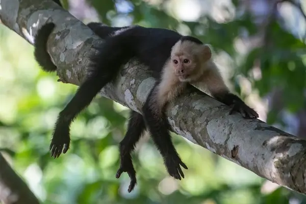 Singe a face blanche ou capucin. Voyager au Costa Rica avec une agence locale francophone