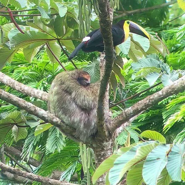 Paresseux du Costa Rica. sejour sur mesure au costa Rica