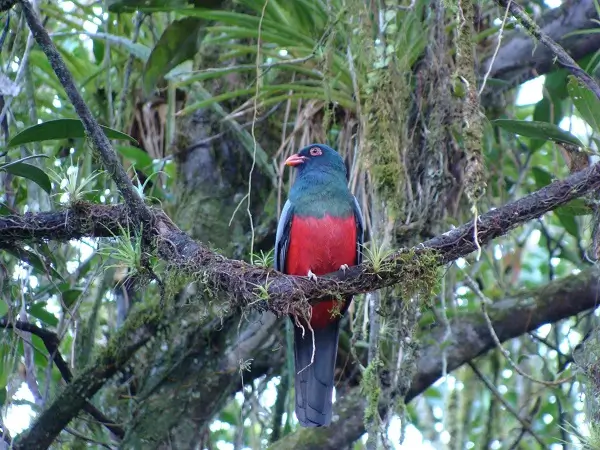 Le Trogon. Voyage a la carte au Costa Rica