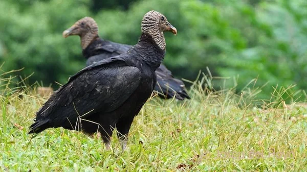 urubus ou zopilote au Costa Rica