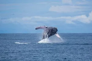 Les baleines a bosse au Costa rica. Sejour sur mesure au Costa Rica
